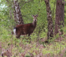 Sika deer